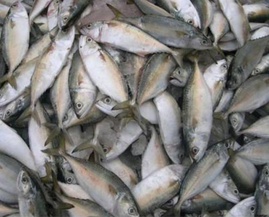 What are the benefits of mackerel fish?