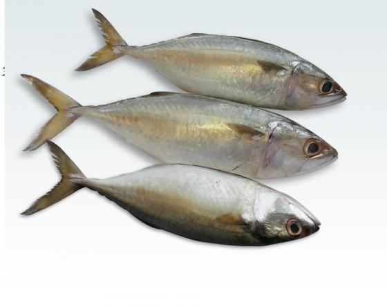 Indian mackerel fish to export in 2020