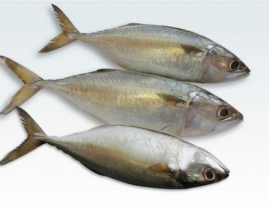 Indian mackerel fish wholesalers in 2020