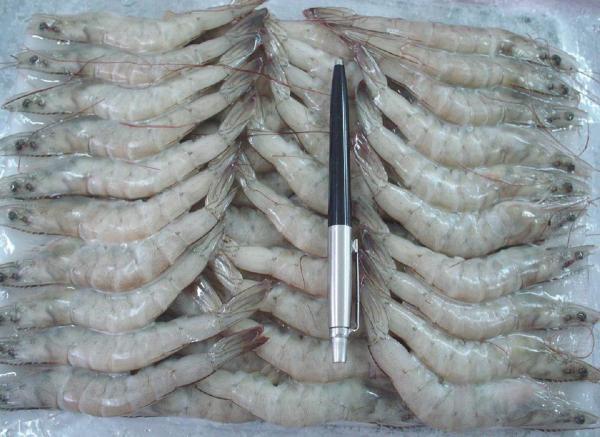 The specifications of Vannamei Shrimp