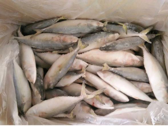 Main Exporting Countries of indian mackerel fish