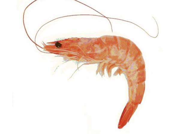 Reasons for popularity of Vannamei Shrimp