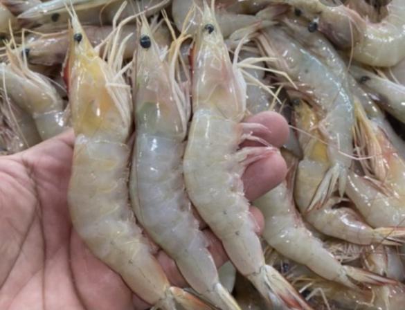 First rate Vannamei Shrimp Wholesale Supplier