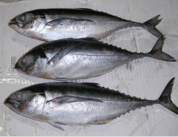 Reasons for popularity of indian mackerel fish