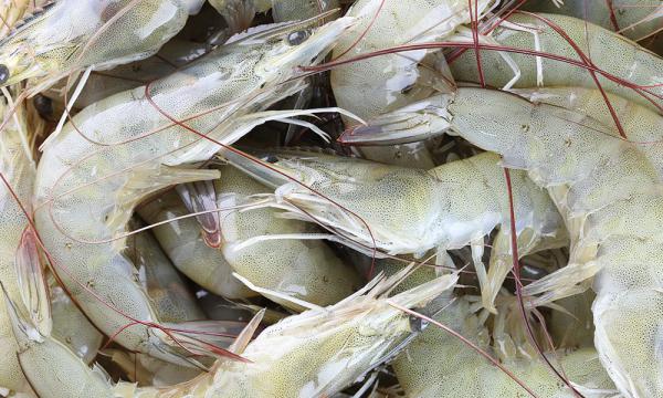 Superior Vannamei Shrimp to export