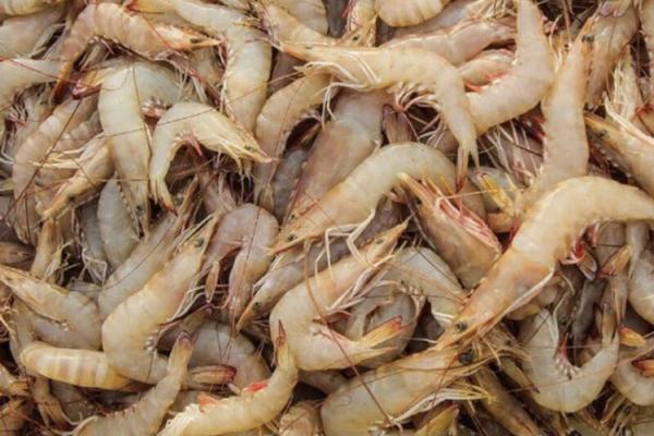 World class Vannamei Shrimp Wholesale Supplier