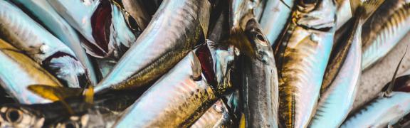 Indian mackerel fish Global production