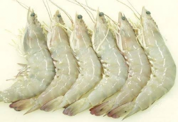 vannamei shrimp trade worldwide