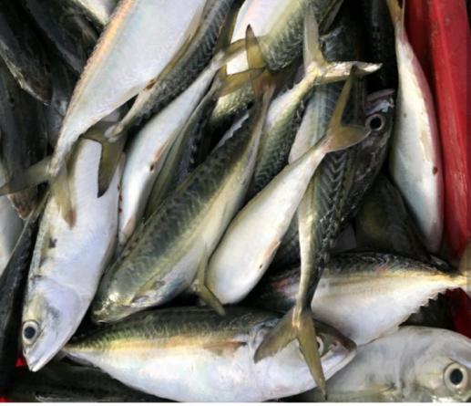 Supplying indian mackerel fish in bulk