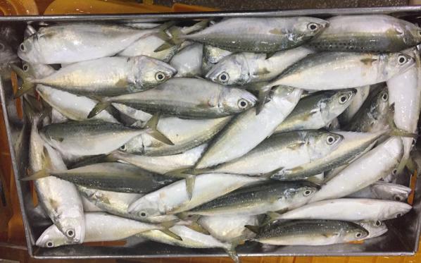 Indian mackerel fish Wholesale price