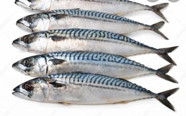 Distributing indian mackerel fish in bulk