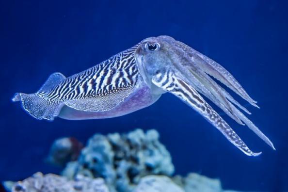 Cuttlefish Wholesale price on the market