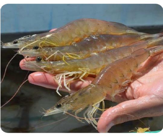 Purchase vannamei shrimp at rational price