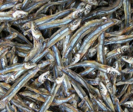 High grade dried anchovy global market