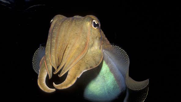 How many hearts does a cuttlefish have?