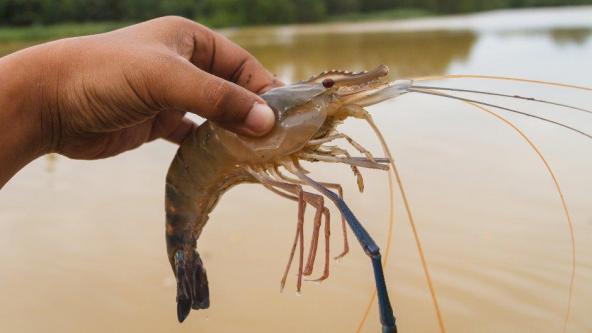 Exporting high quality vannamei shrimp in bulk