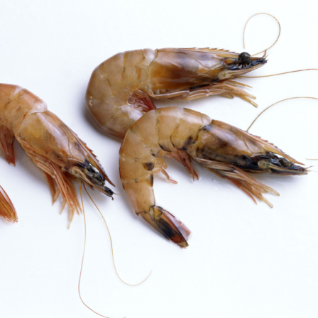 vannamei shrimp bulk supply