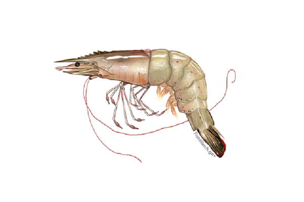 Where do vannamei prawns come from?