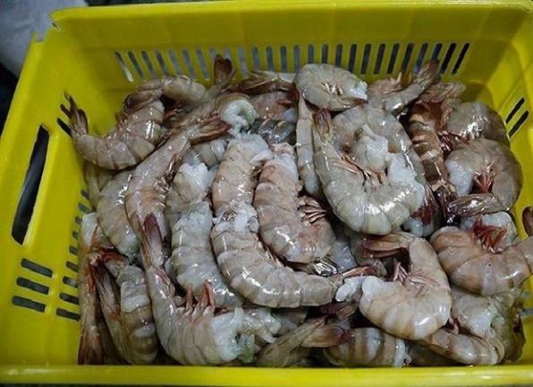 Supply vannamei shrimp in bulk