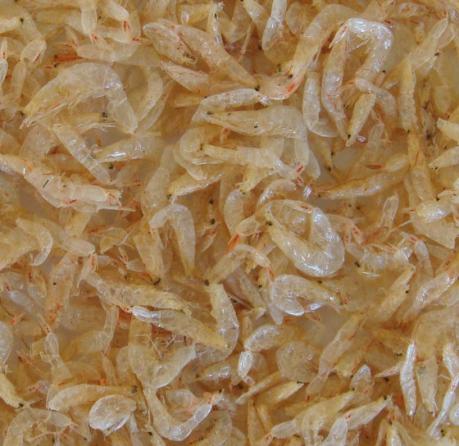 Dried shrimp sale price in 2020