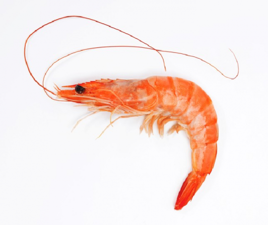 buy vannamei shrimp from bulk producers
