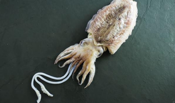 Where does cuttlefish live?