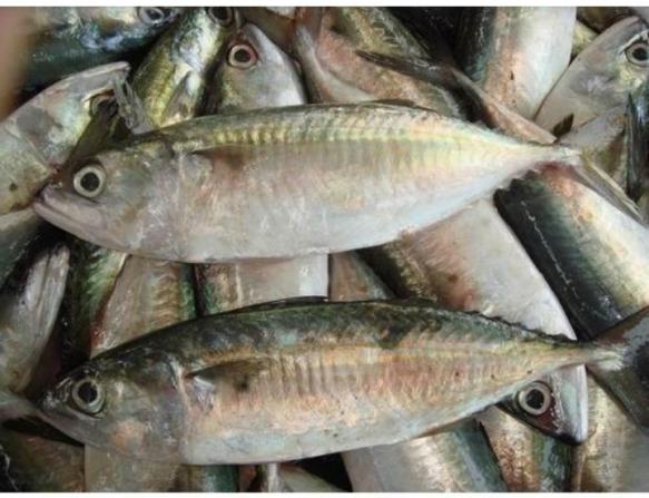 Indian mackerel fish price on the market