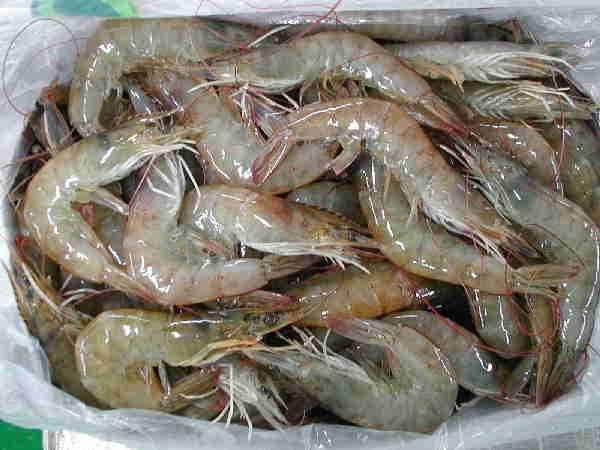 Unique Characteristics of vannamei shrimp