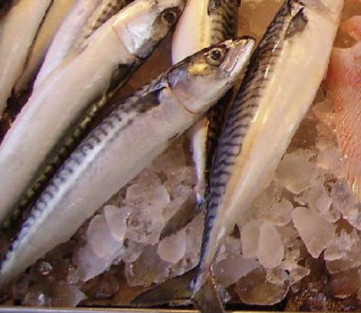 Indian mackerel fish Distribution centers