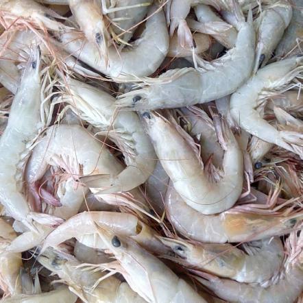 Vannamei shrimp suppliers in recent years