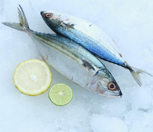 Indian mackerel fish Wholesale Supplier