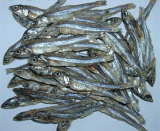 Global market of High grade dried anchovy