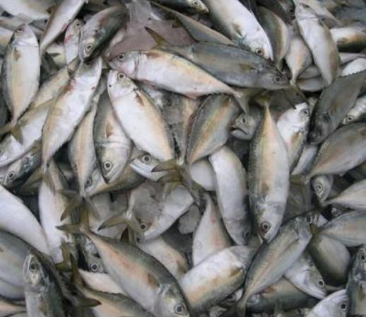 Bulk supplying of indian mackerel fish