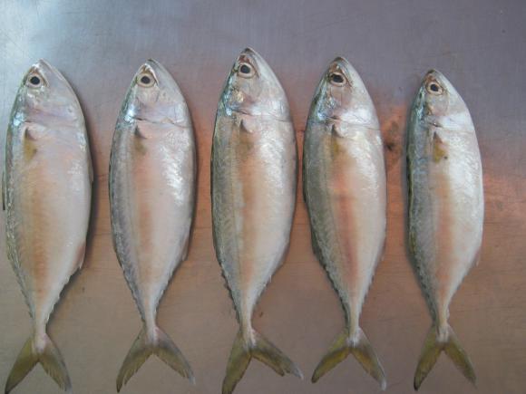 Bulk price indian mackerel fish in 2020