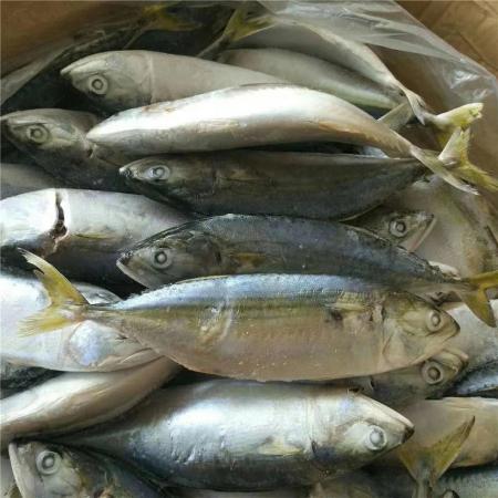 Exporting data of indian mackerel fish in 2020