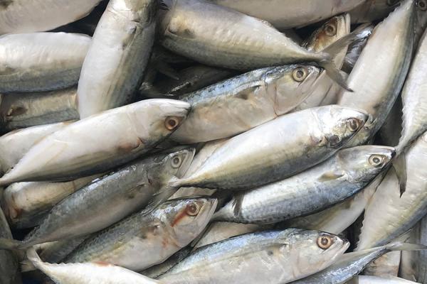 Which is indian mackerel fish?