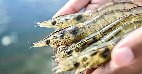 Where do vannamei prawns come from?