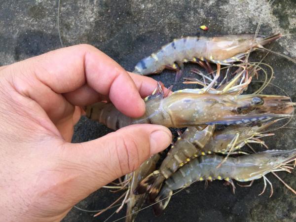 What is the normal size of a shrimp?