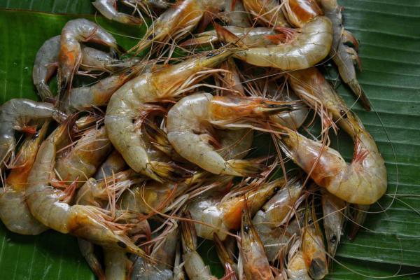 vannamei shrimp at market price