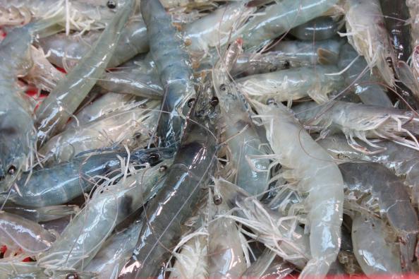 vannamei shrimp bulk on market