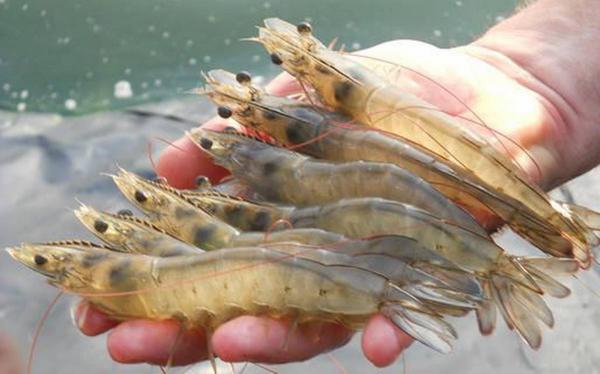 buy vannamei shrimp at best price