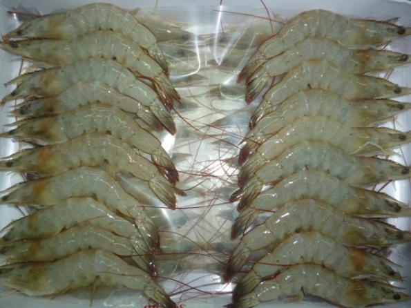 buy vannamei shrimp from wholesale suppliers