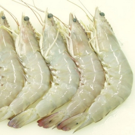 vannamei shrimp supply worldwide