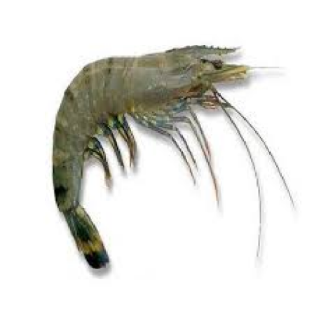 what is vannamei shrimp?