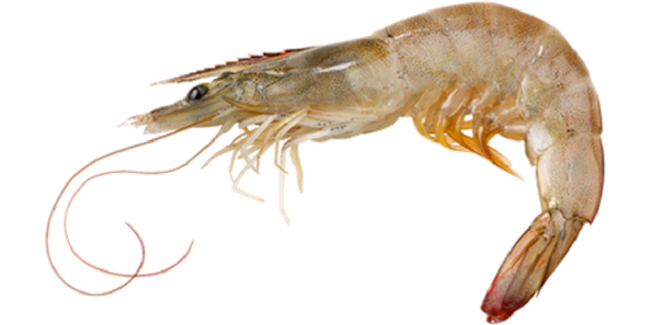 What country exports the most shrimp?