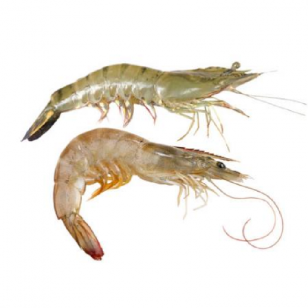 vannamei shrimp at sale price