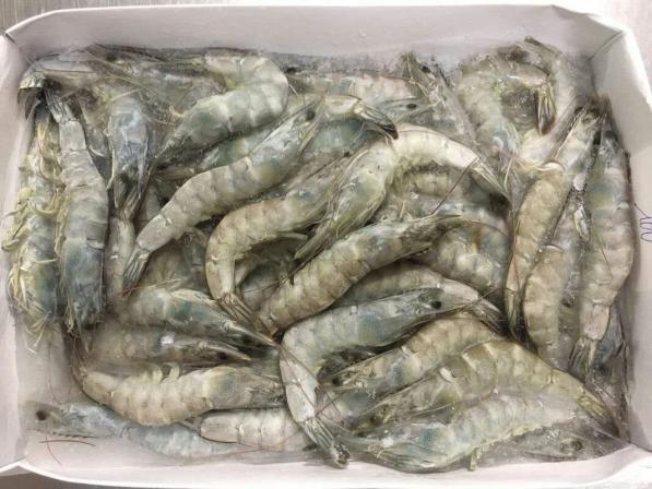 vannamei shrimp bulk supply