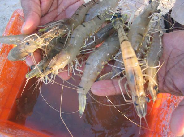 vannamei shrimp supply around world