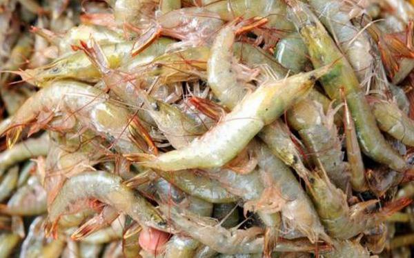 what is vannamei shrimp?