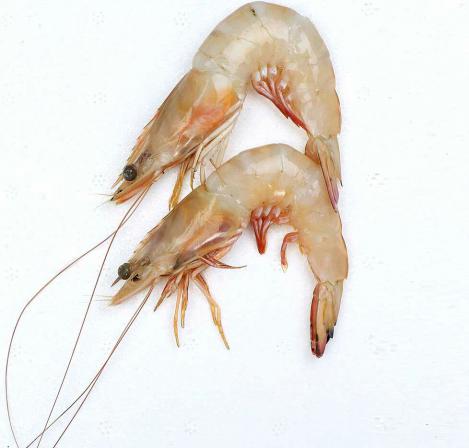 buy dried shrimp market size
